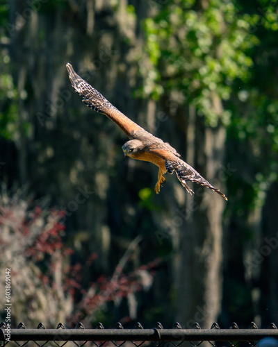 Red-shouldered hawk flying