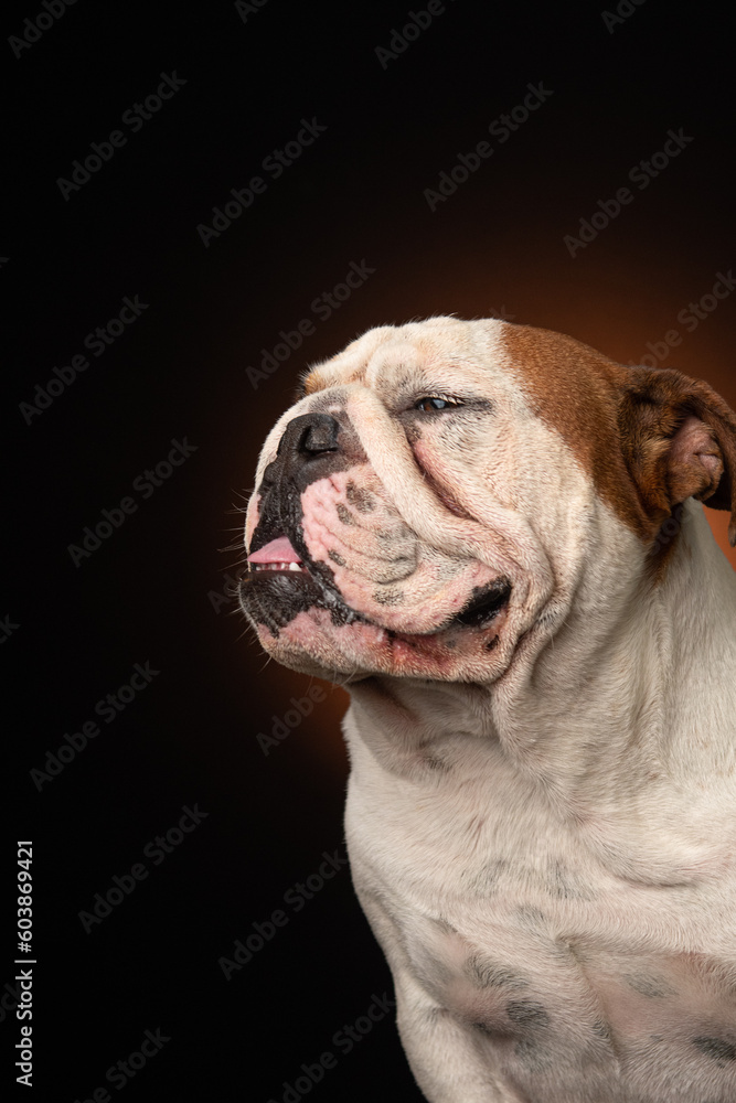 Bulldogue ingles fazendo pose em fundo preto e marrom