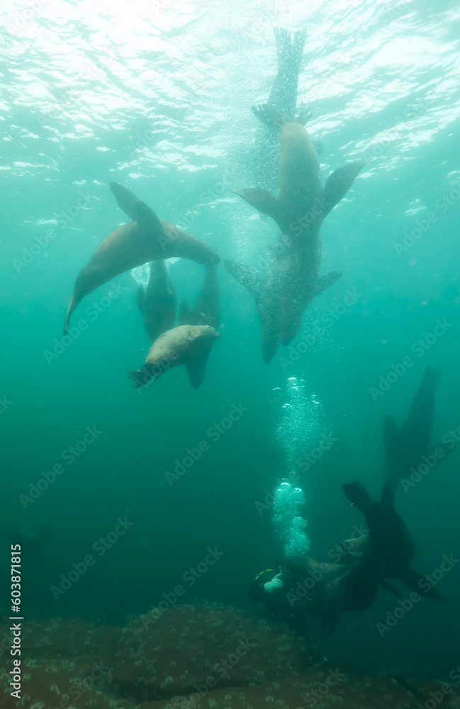 Fototapeta premium Sea Lion Swimming Underwater in the Pacific Ocean on the West Coast. Hornby Island, British Columbia, Canada.