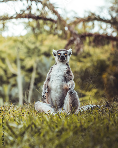 Lemur sitting on grass, 