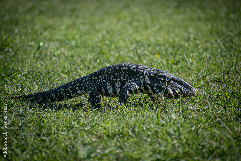 LIZARD - LAGARTO OVERO LIZARD - LAGARTO OVERO