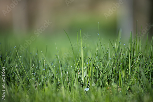 Blades of fresh green spring grass with raindrops