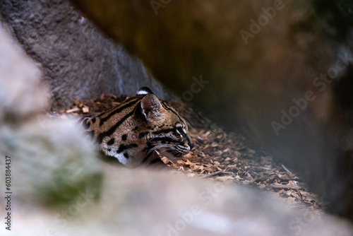 Photography Wild cat