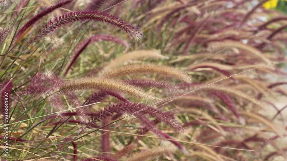 Wild fountain grass red brown flowers field blooming with breeze on background Wild fountain grass red brown flowers field blooming with breeze on background