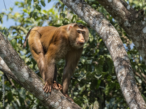 Canvas Print The Barbary macaque, Macaca fascicularis, is a species of monkey in the family Cercopithecidae