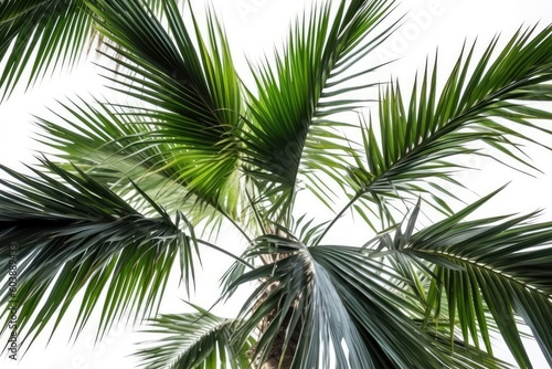 Palm Tree Top with a View of the Sky Generative AI