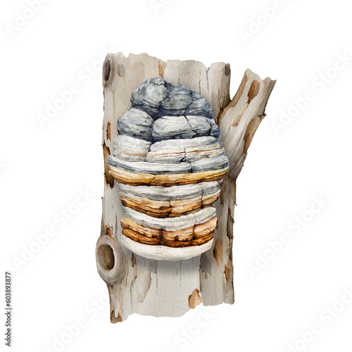 Agarikon mushroom on a tree trunk. Watercolor illustration. Hand painted Fomitopsis officinalis fungus. Agarikon mushroom medicinal fungus element. Eburiko or quinine conk on white background