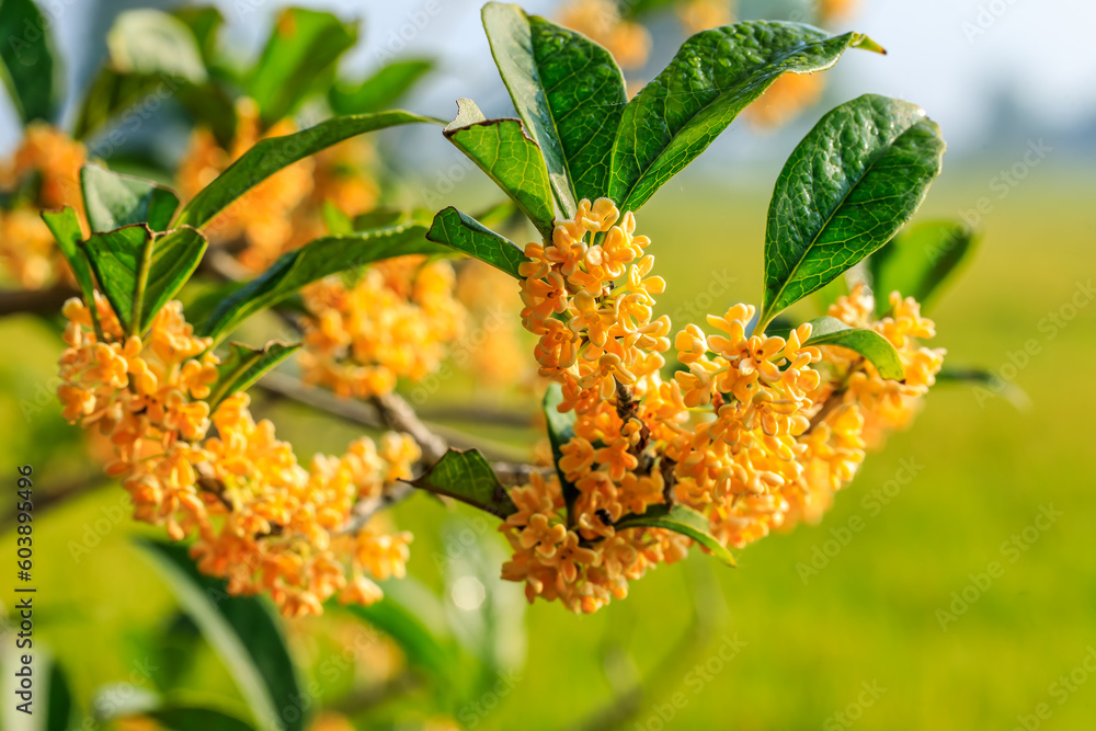 Obraz premium Beautiful osmanthus blooms on the osmanthus tree