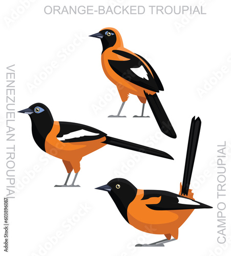Cute Bird Latin Oriole Troupial Set Cartoon Vector
