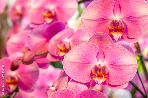 Bouquet of pink orchid  Phalaenopsis.