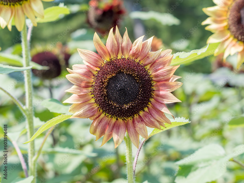 Naklejka premium 夏が来たと思わせてくれるヒマワリ