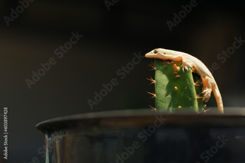 The common house gecko (Hemidactylus frenatus) is a gecko native to South and Southeast Asia. It is also known as the Asian house gecko, Pacific house gecko