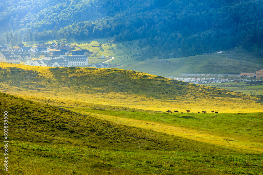 Fototapeta premium Beautiful grassland pasture natural scenery in Xinjiang, China.