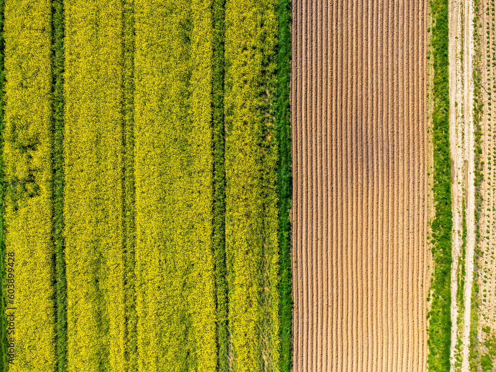 Drone aerial view of yellow flowering rapeseed field. Yellow background of nature. Rural landscape.
