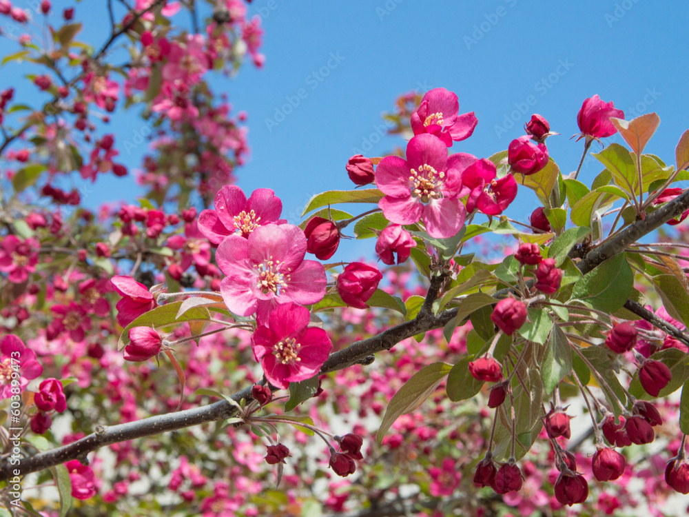 spring, flower, blossom spring, flower, blossom