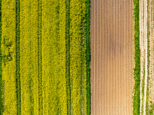 Obraz na płótnie Drone aerial view of yellow flowering rapeseed field. Yellow background of nature. Rural landscape. w salonie