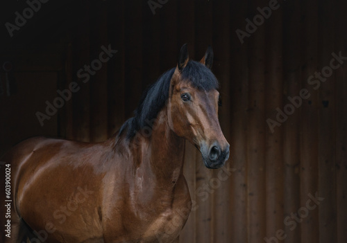 Elegant portrait of a bay horse on a black background. A horse on a dark background.
