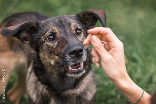 Training of dogs. The command to sit with your hand. A dog sits and waits for the team. Dogs portrait