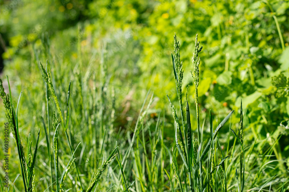 Spring juicy grass in the sun. Motley grass Spring juicy grass in the sun. Motley grass