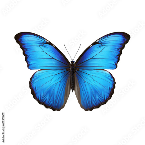 Blue Morphos butterfly isolated on white
