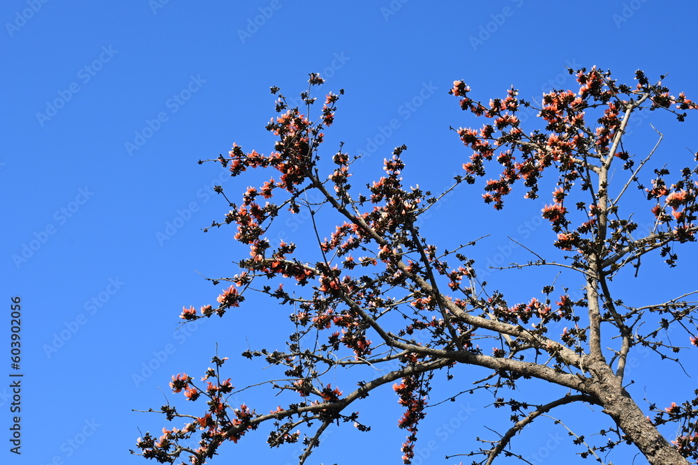 Butea monosperma flowers in blue sky background. It is a species of Butea native. Its other names flame of the forest, and bastard teak. Orange Palas flower.
Butea monosperma flowers in blue sky background. It is a species of Butea native. Its other names flame of the forest, and bastard teak. Orange Palas flower.
