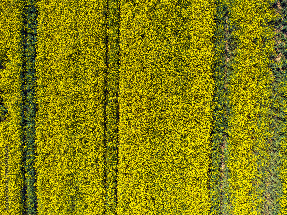 Aerial view landscape Poland, rapeseed fields from a drone. Nature, countryside, yellow.