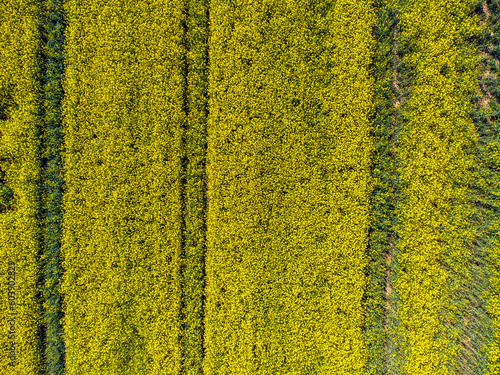 Obraz na płótnie Aerial view landscape Poland, rapeseed fields from a drone. Nature, countryside, yellow. w salonie