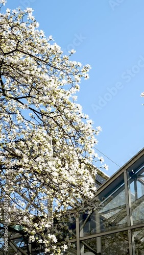 Wallpaper Mural Splendid lush magnolia flowers in sunlight against blue sky. Abstract seasonal background. Natural organic concept. Scenic footage of tree in botanical garden. Beauty of earth. Shooting Torontodigital.ca