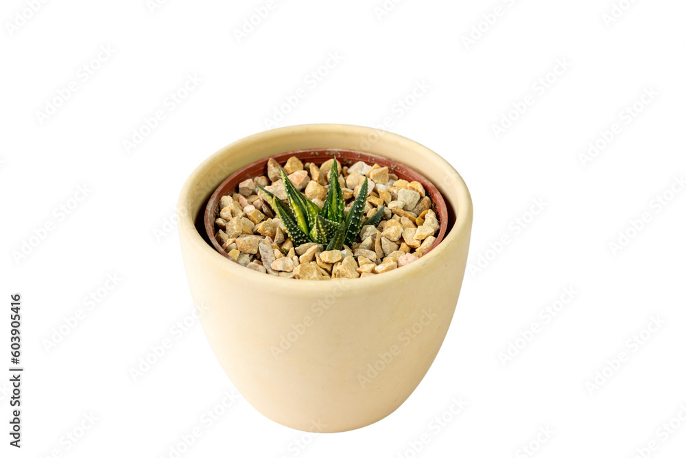 Haworthia variegated plant in a pot Haworthia variegated plant in a pot