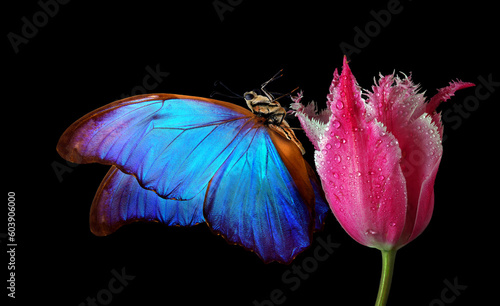 bright blue tropical morpho butterfly on tulip flower in dew drops isolated on black photo