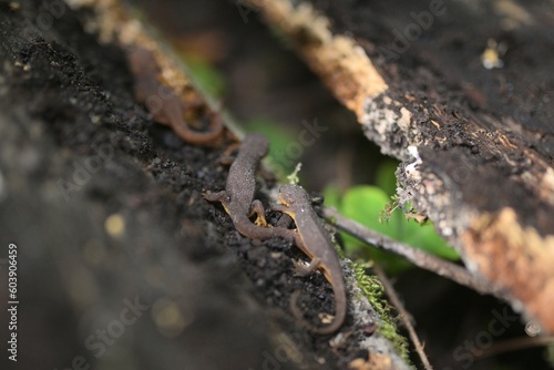 Newts on Decomposing Log