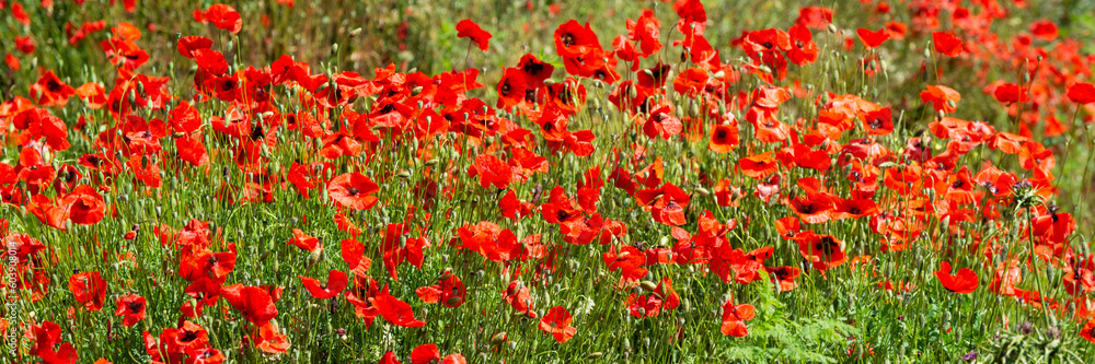 Obraz premium Champ de coquelicots