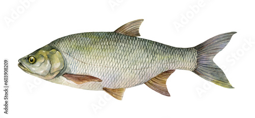 Watercolor asp (Leuciscus aspius). Hand drawn fish illustration isolated on white background.