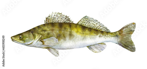 Watercolor zander, sander or pikeperch (Sander lucioperca). Hand drawn fish illustration isolated on white background. photo