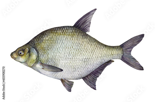 Schilderij op canvas Watercolor common bream, freshwater bream, bronze bream or carp bream (Abramis brama)