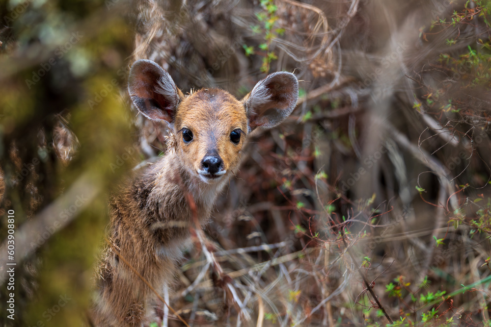 Baby of rare Menelik bushbuck, endemic Tragelaphus scriptus meneliki, in Simien mountains, Ethiopia, Africa wildlife Baby of rare Menelik bushbuck, endemic Tragelaphus scriptus meneliki, in Simien mountains, Ethiopia, Africa wildlife
