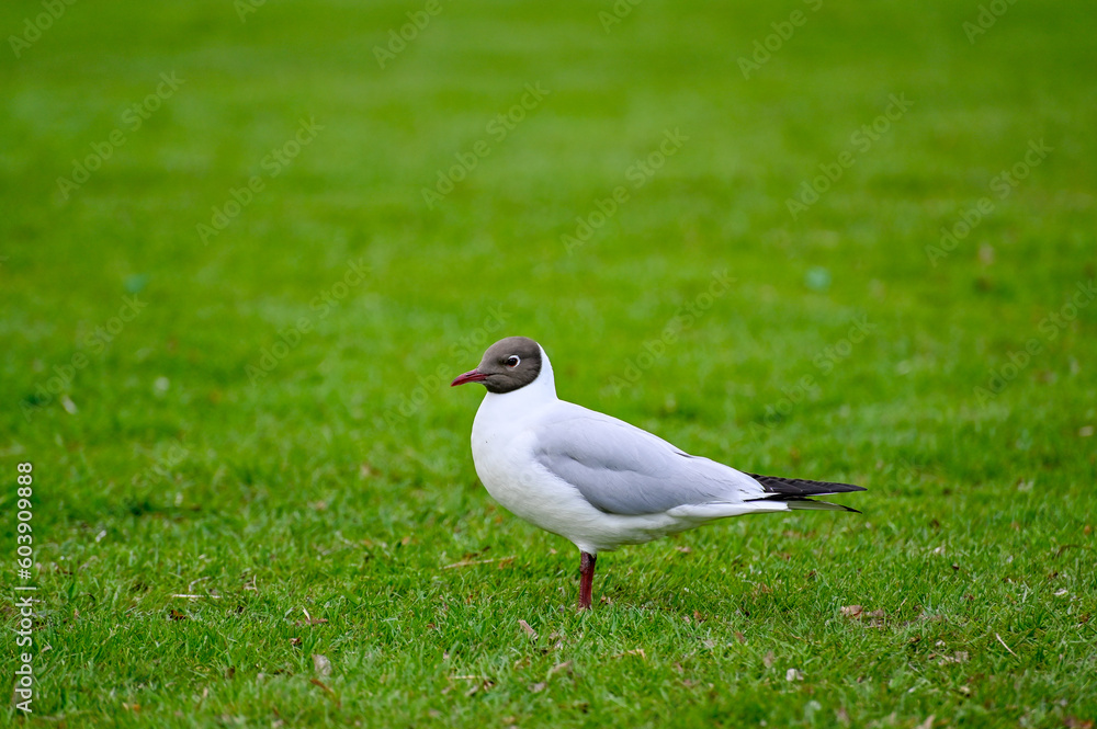 One black heade gull standing in green grass One black heade gull standing in green grass