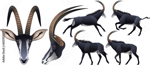 sable antelope rare african animal Hippotragus niger