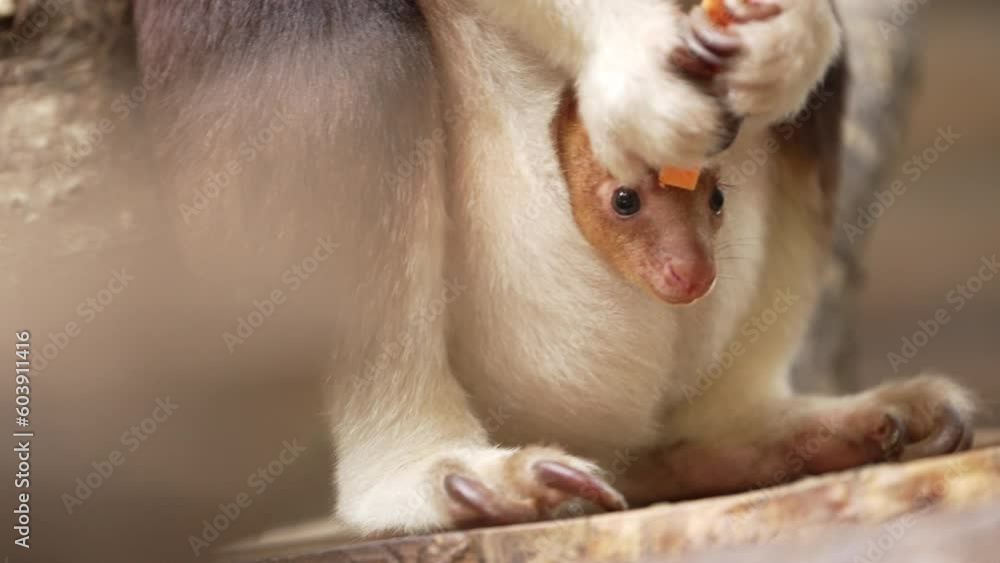 Baby Joey Goodfellows Tree Kangaroo in mothers pouch Baby Joey Goodfellows Tree Kangaroo in mothers pouch
