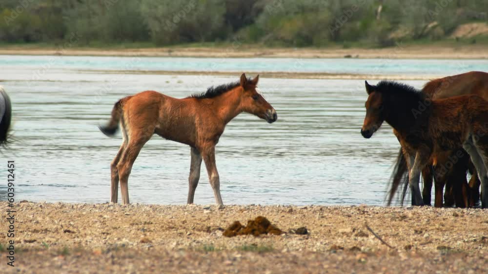 The enchanting world of free-range horses and playful baby foals as they converge by the fast-flowing river, having a refreshing drink in summer overcast weather. Majestic mountains as backdrop The enchanting world of free-range horses and playful baby foals as they converge by the fast-flowing river, having a refreshing drink in summer overcast weather. Majestic mountains as backdrop