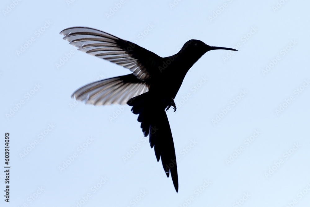 Hummingbird in fligth Hummingbird in fligth