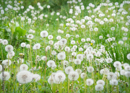 Green field with white dandelions