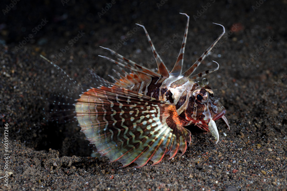 Blackfoot Lionfish - Parapterois heterura rests on the seabed at night. Sea life of Bali, Indonesia. Blackfoot Lionfish - Parapterois heterura rests on the seabed at night. Sea life of Bali, Indonesia.