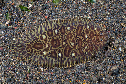 Flounder fish - Carpet Sole -Liachirus melanospilos on the seabed at night. Sea life of Bali, Indonesia.