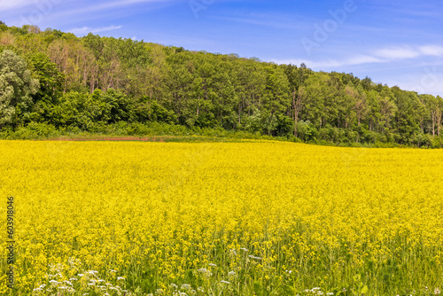 Blooming rapeseed by a forest on a hill