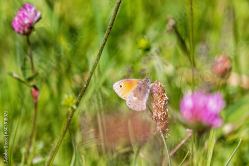Photos Small heath butterfly in a flowering meadow
