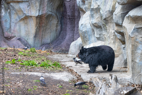 A grizzly bear walks among the gray rocks.