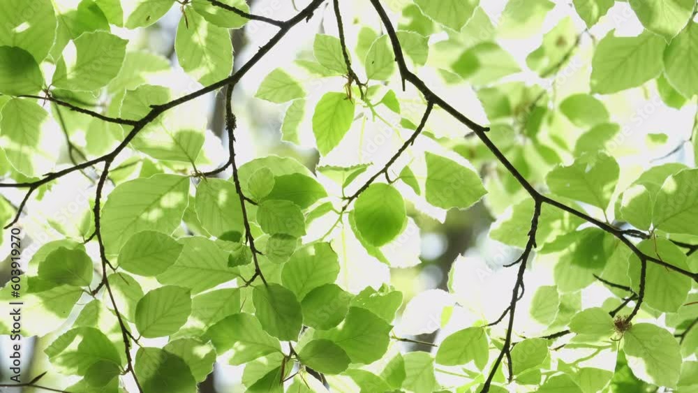 New Beech tree leaves flourishing in the Spring sunlight in a woodland, Worcestershire, England. New Beech tree leaves flourishing in the Spring sunlight in a woodland, Worcestershire, England.