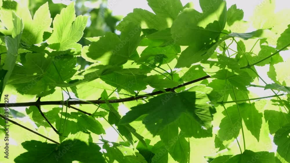 Spring sunlight illuminates the fresh growth of Sycamore Maple leaves in woodland, Worcestershire, England. Spring sunlight illuminates the fresh growth of Sycamore Maple leaves in woodland, Worcestershire, England.