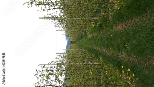 Walking along rows of apple orchards toward Valer Castle in Trentino, Italy. First-person view and vertical format photo